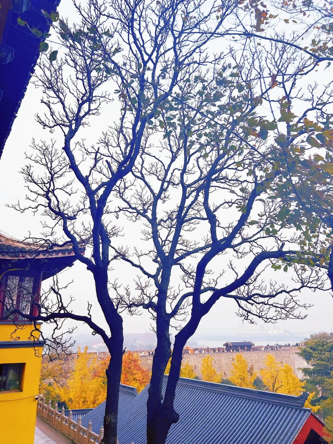 Trees at Jiming Temple