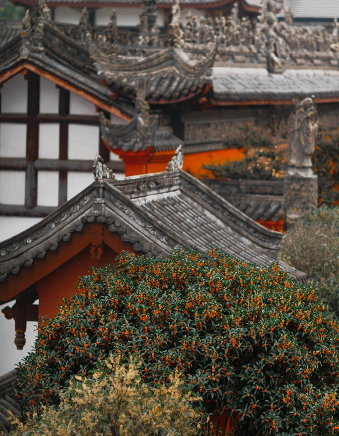 Daci Temple architecture and osmanthus trees