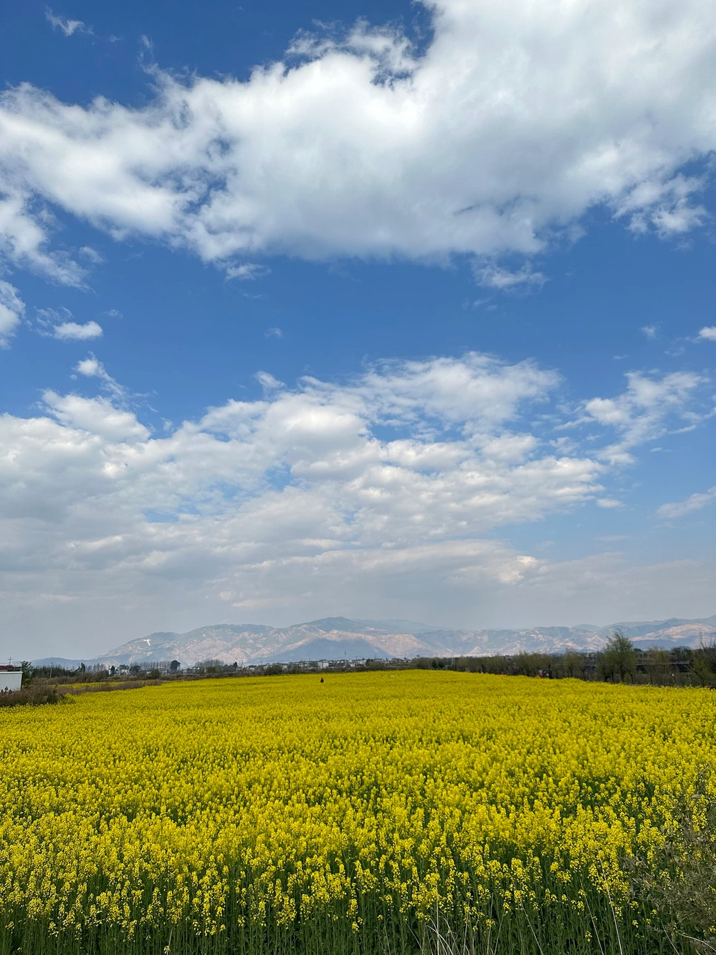 Seasonal agricultural fields with the mountains near Xizhou