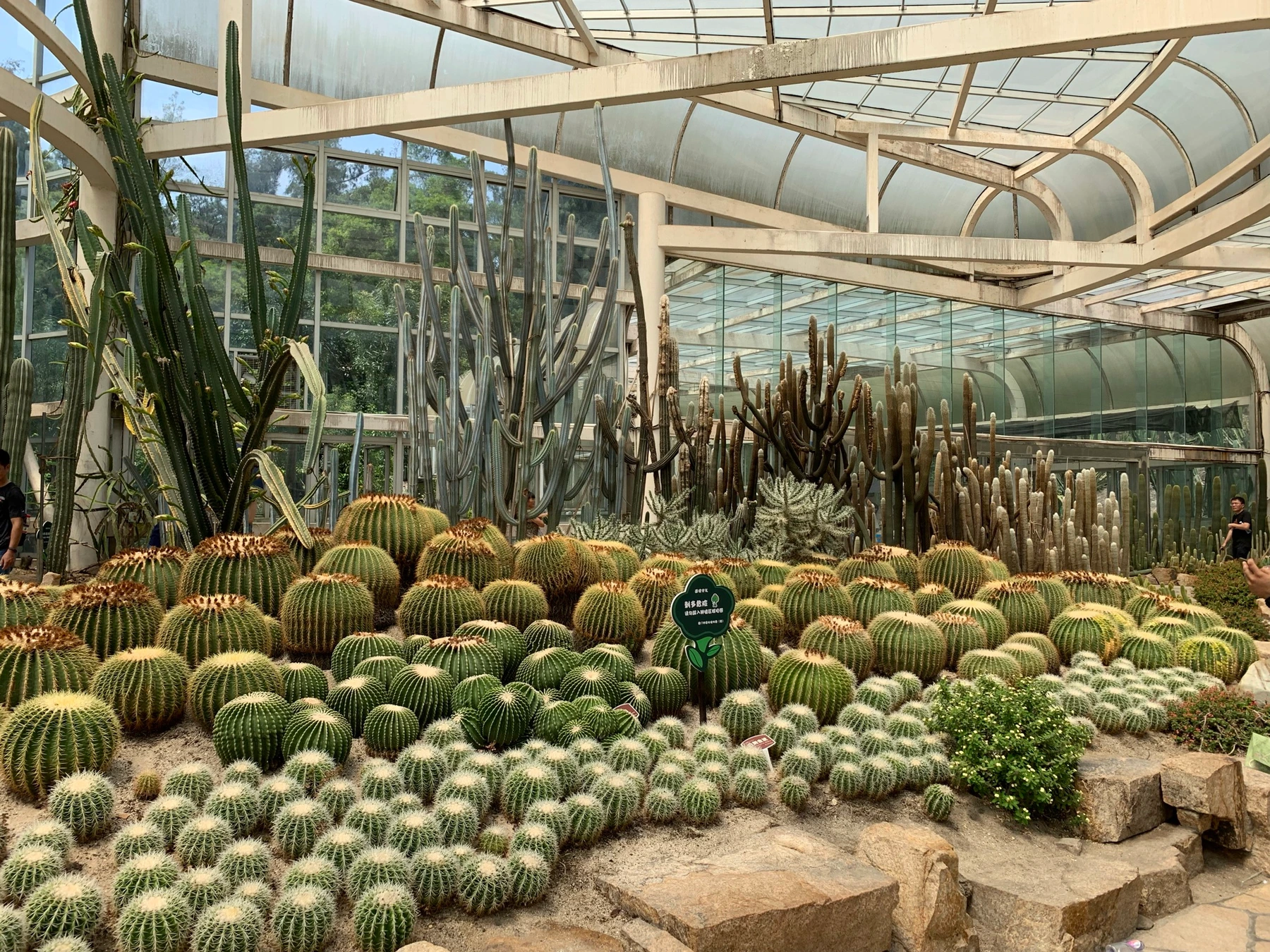 Cacti and succulents arranged in Xiamen Botanical Garden