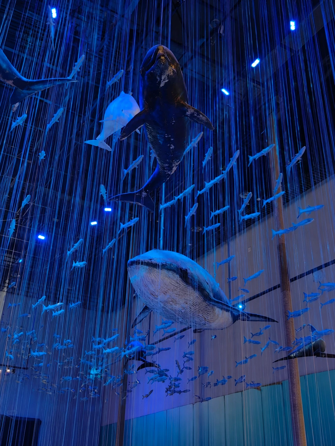 Marine life exhibition in the Natural History Gallery