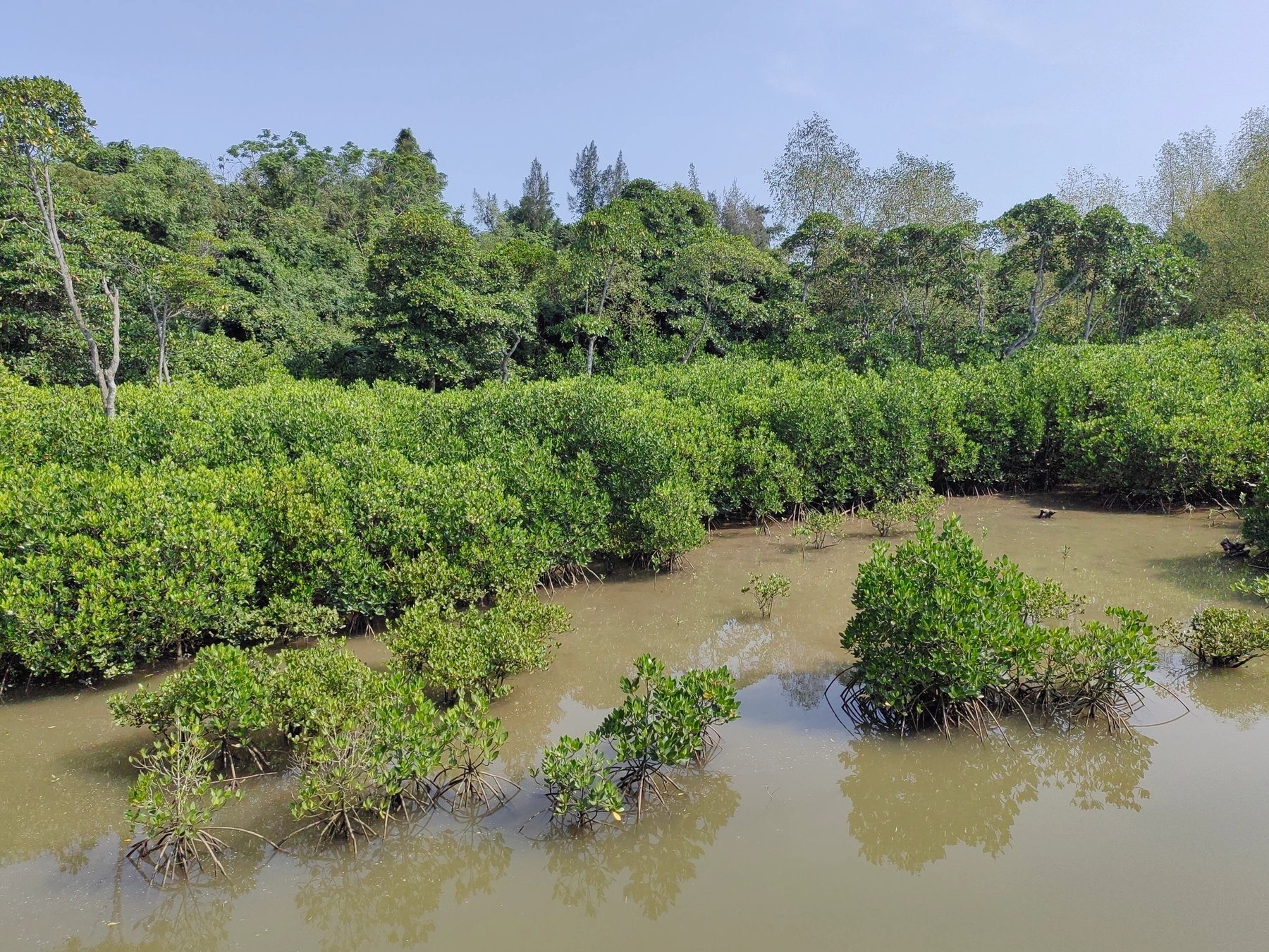 Dense mangrove vegetation beside a tidal channel at Dongzhai Harbour