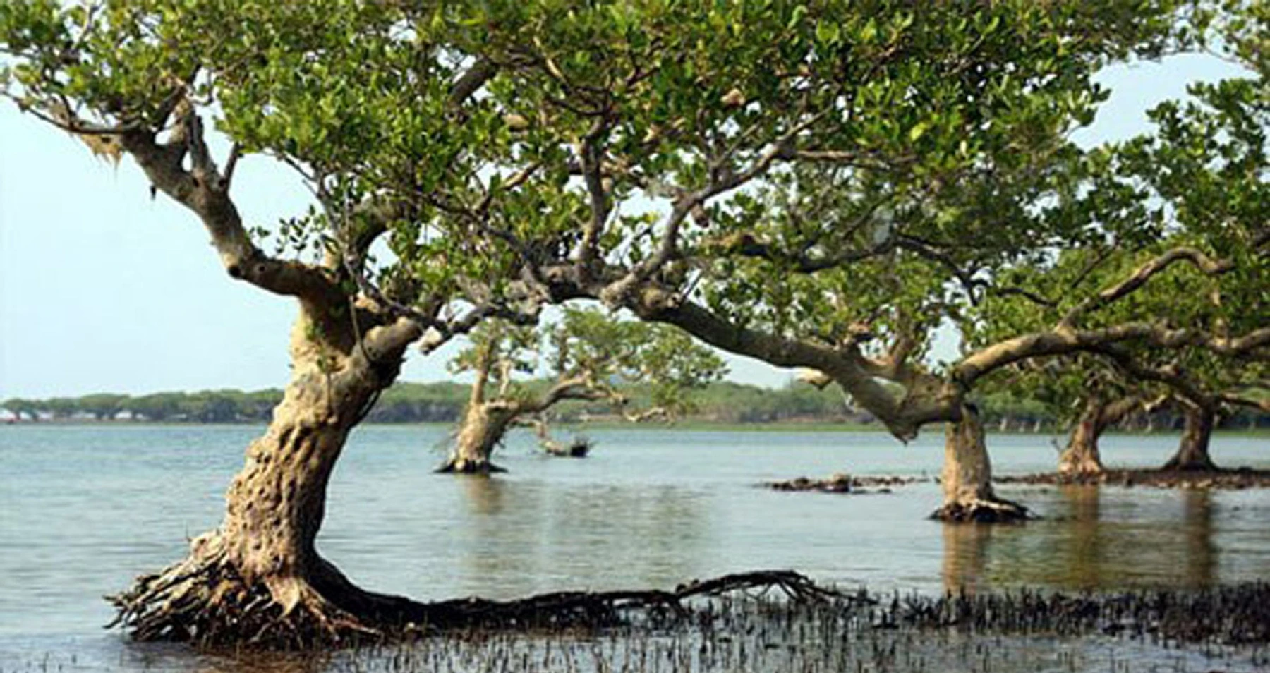Mature mangrove trees rooted at the water edge in Dongzhai Harbour