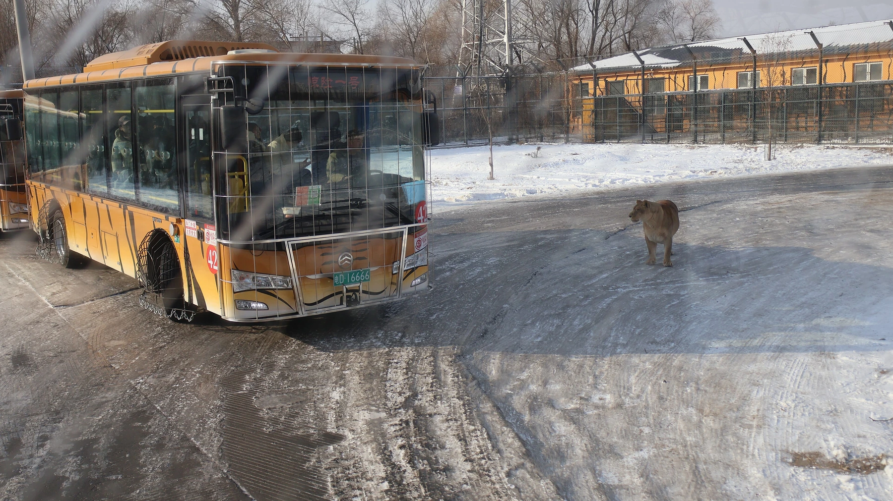 Tiger and protected transport route in the snow at Harbin Tiger Park