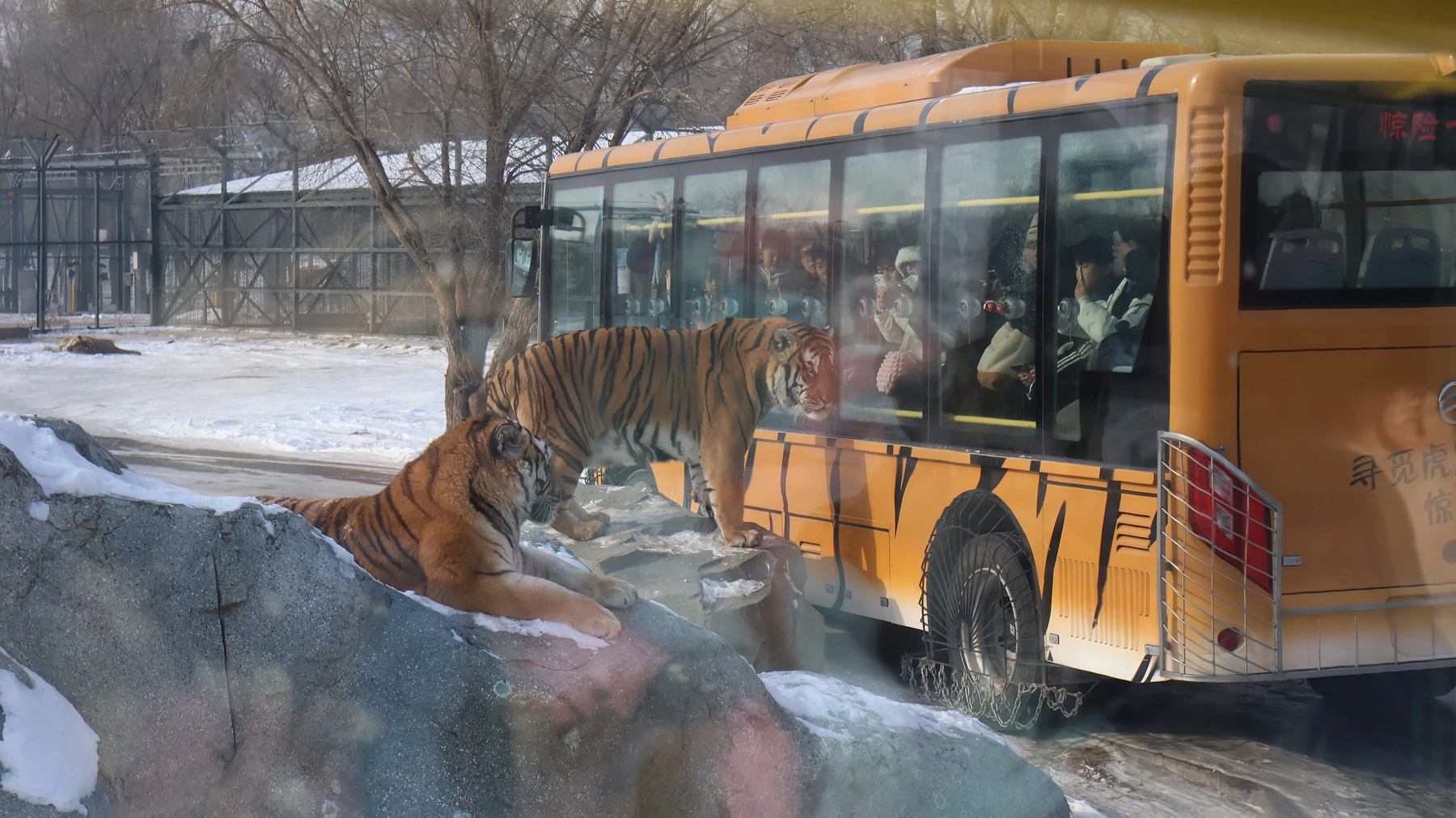 Tiger approaching a protected visitor vehicle inside the park