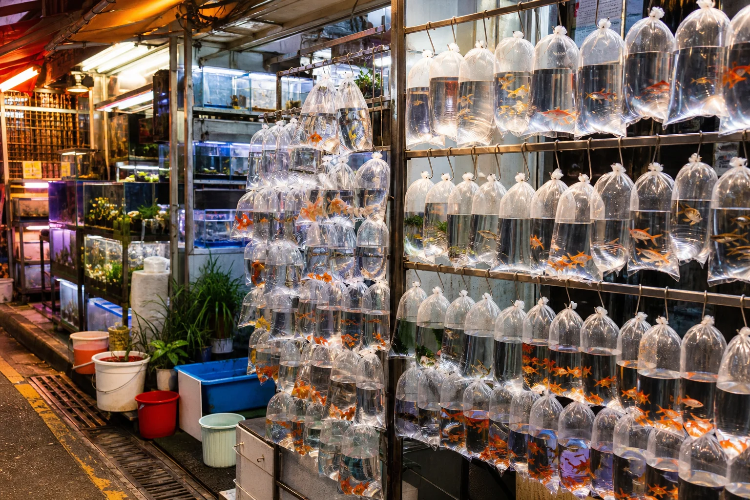 Goldfish Street