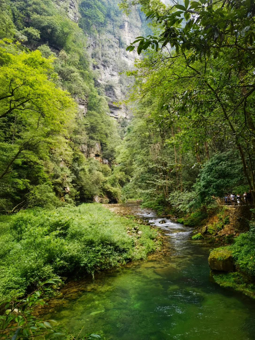 Crystal clear waters of Golden Whip Stream flowing through the canyon
