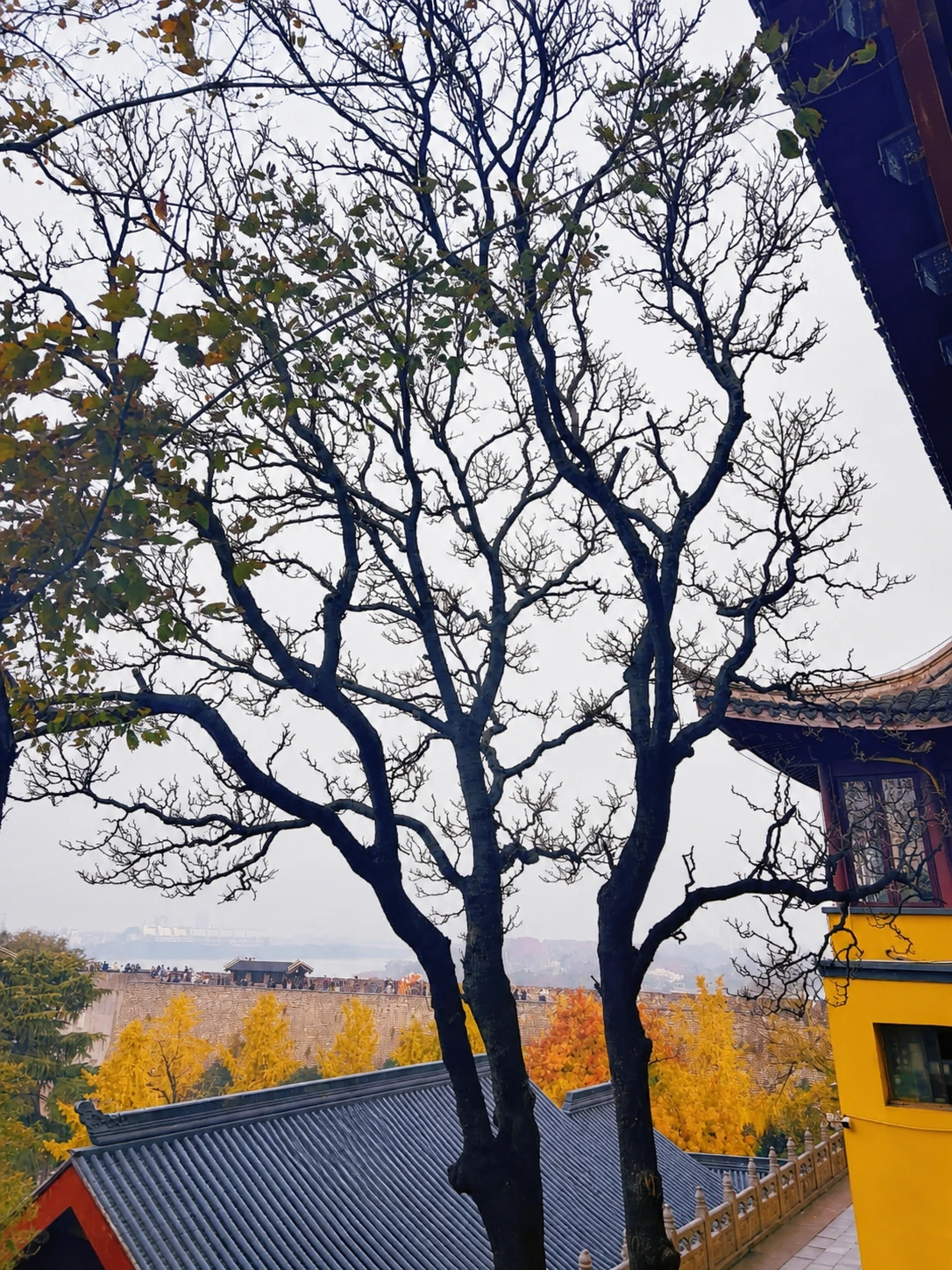 Trees at Jiming Temple