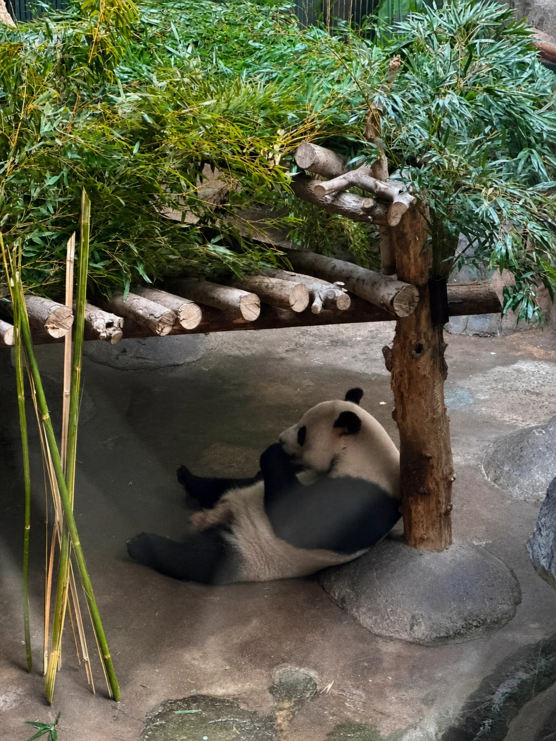 Cat at Hongshan Forest Zoo