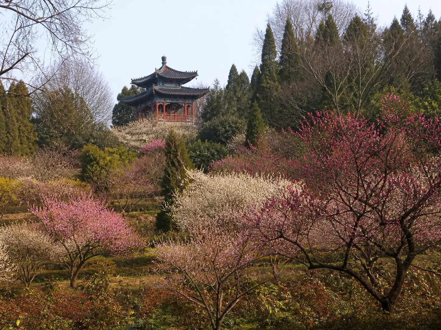 Pink and white plum blossoms surrounding a pavilion on Plum Blossom Hill