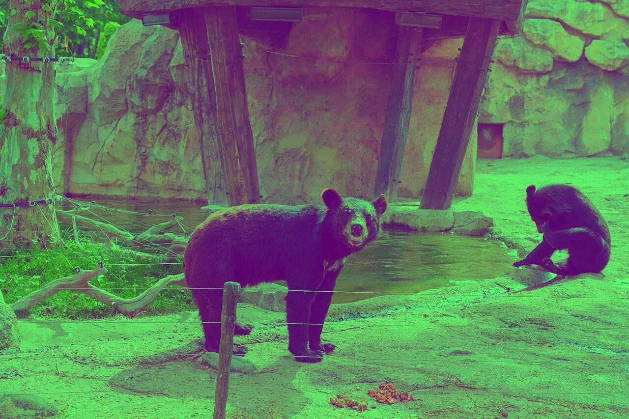 Black bears at Shanghai Wild Animal Park