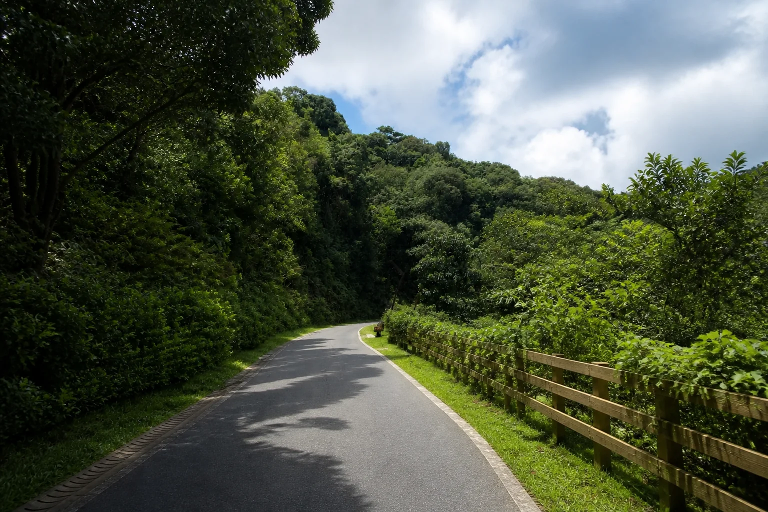 Shaded greenway through Yangtai Mountain Forest Park in Shenzhen