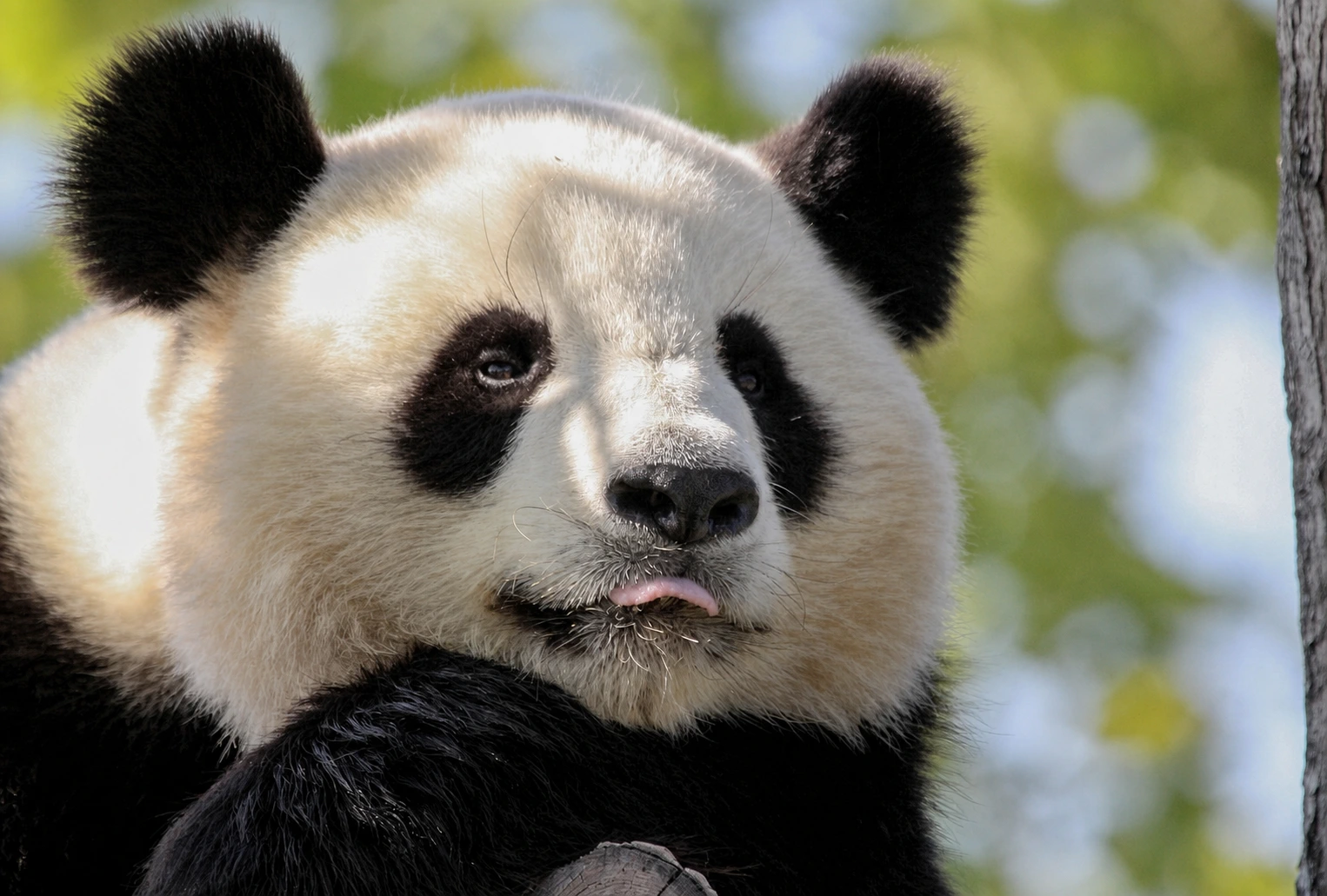Chengdu