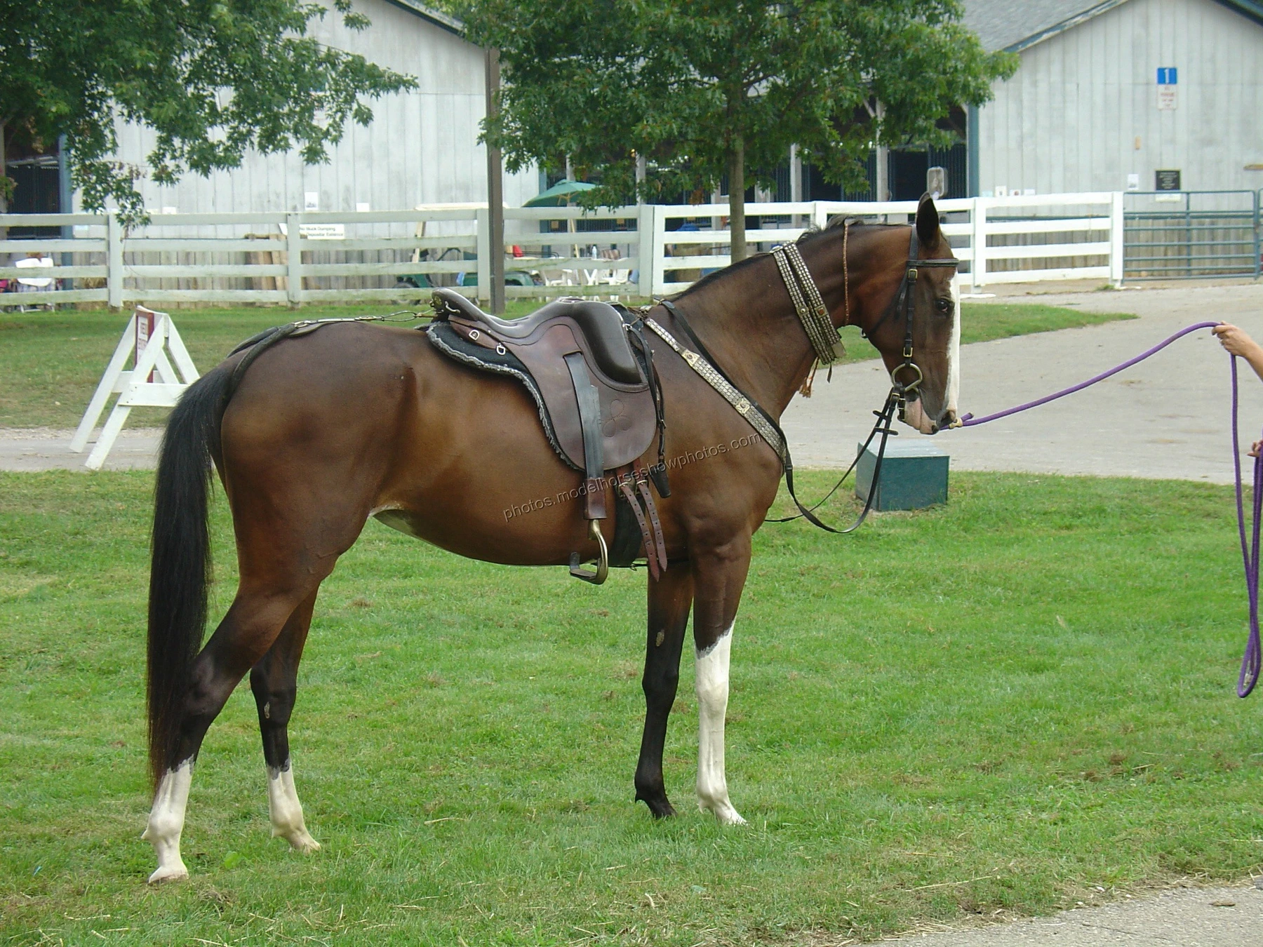 Representative saddled Akhal-Teke mare shown for breed context rather than as site evidence
