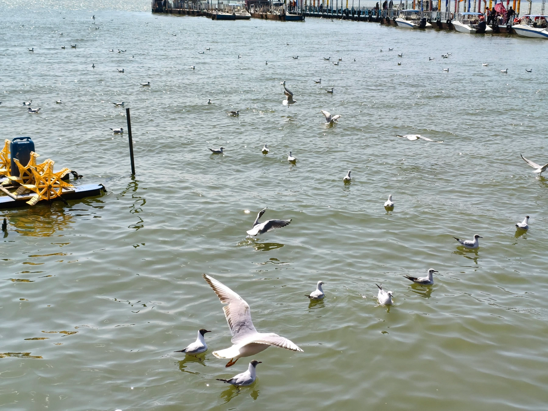 Winter gulls flying over the lakeshore at Dianchi