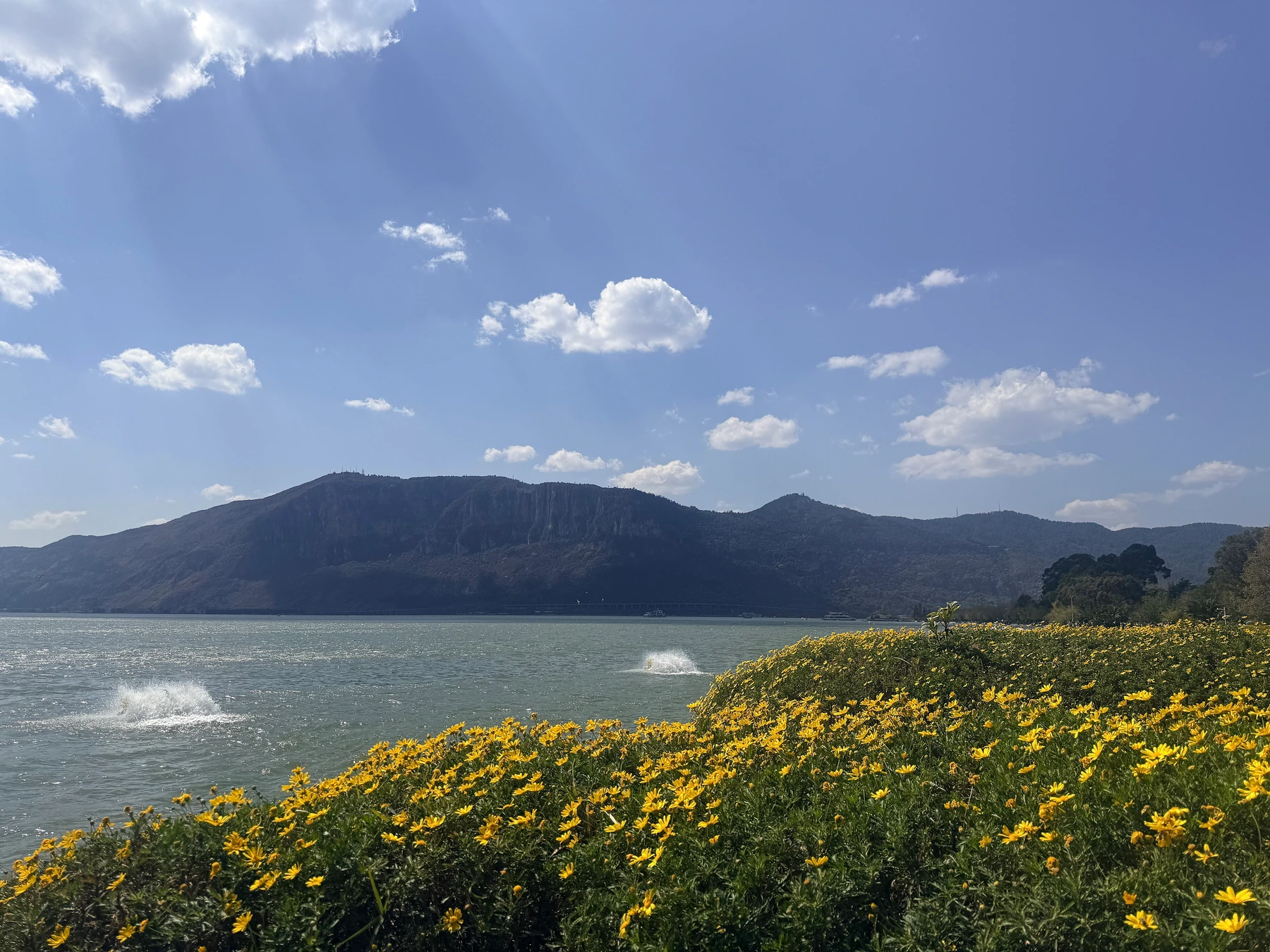 Open water and yellow lakeside flowers at Dianchi Lake
