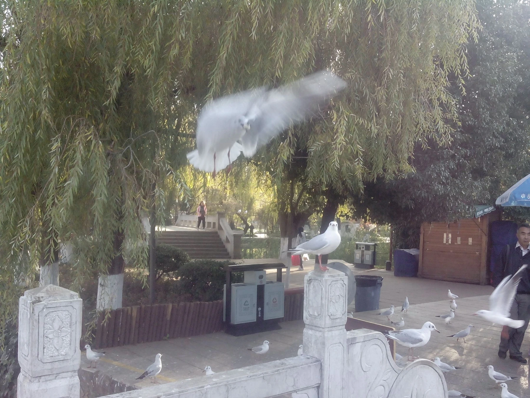 Gulls and willow trees around Green Lake in Kunming