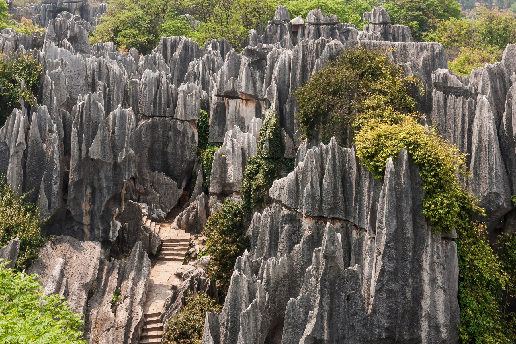Walking path threading through tall limestone pinnacles at Stone Forest