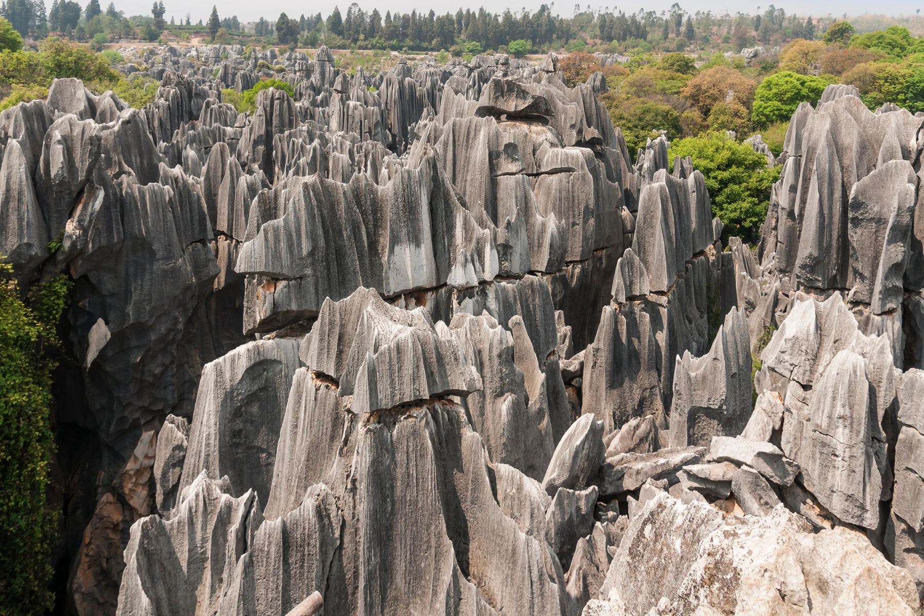 Stone Forest