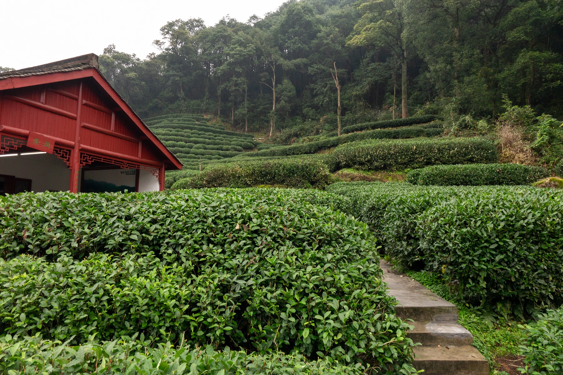 Longjing Tea Route