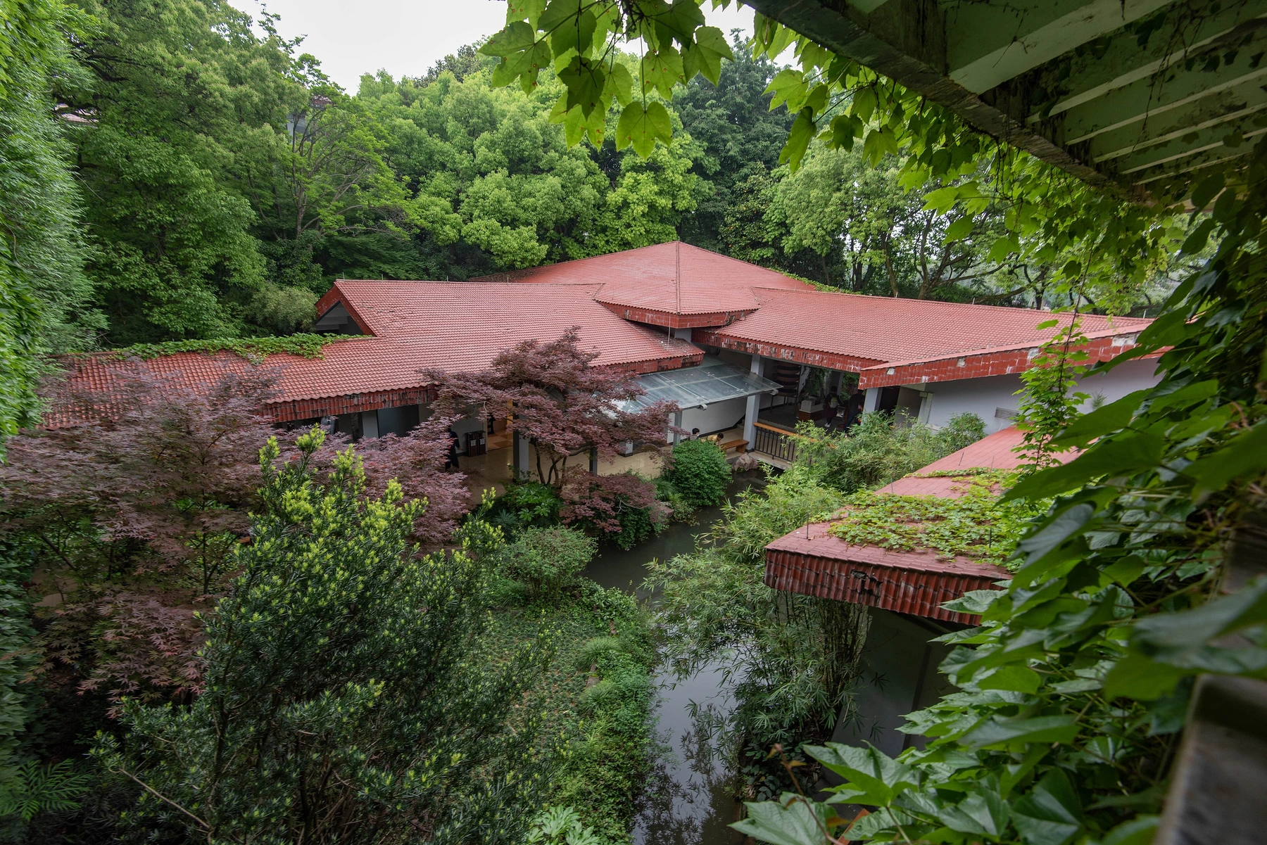Tea gardens and museum landscape at the Shuangfeng campus in Hangzhou