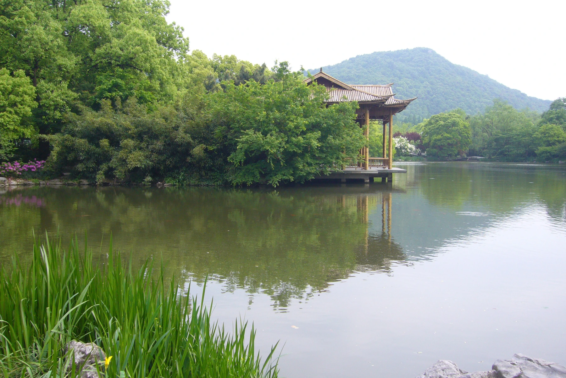 Water channel and dense green wetland vegetation inside Xixi