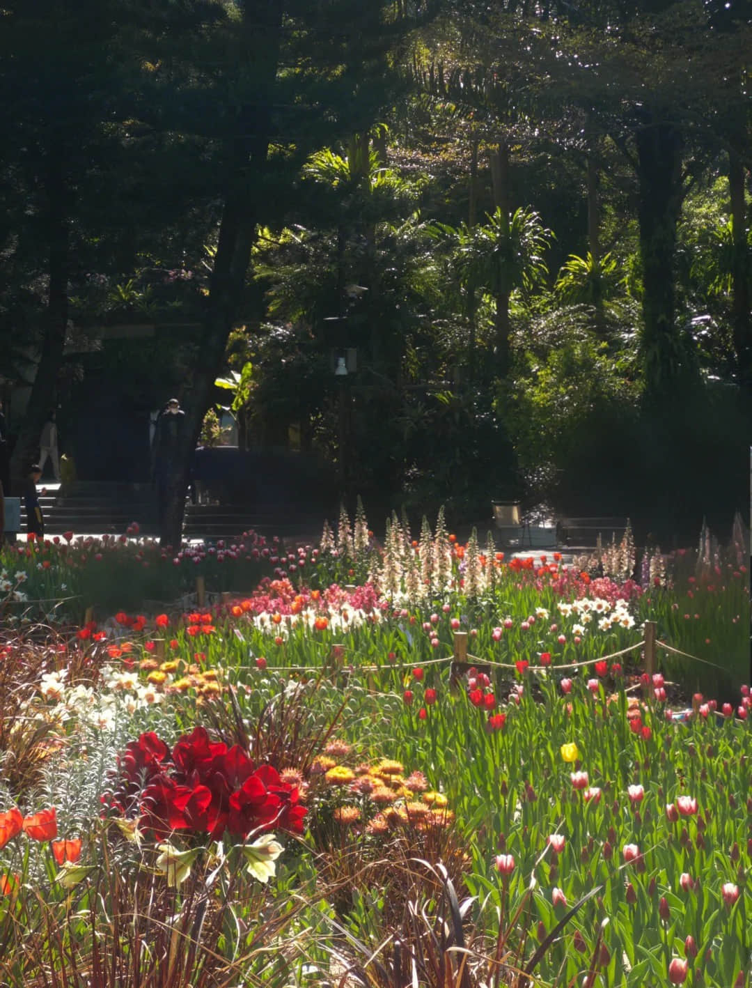 Tulip field at Fairy Lake Botanical Garden