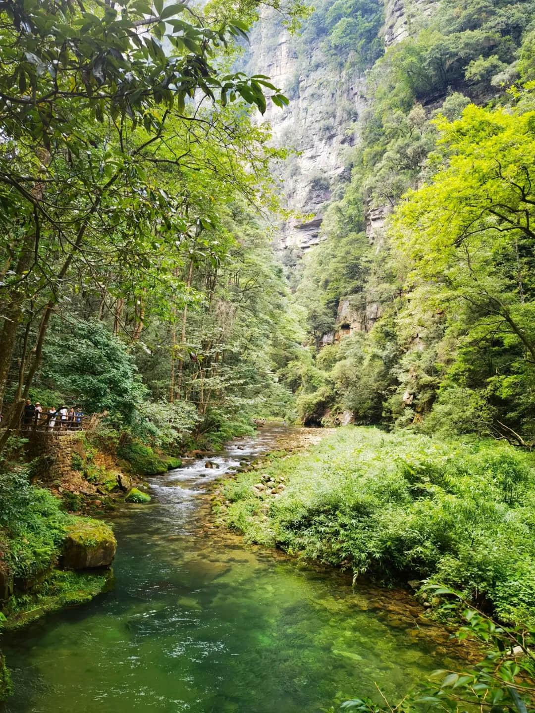 Crystal clear waters of Golden Whip Stream flowing through the canyon