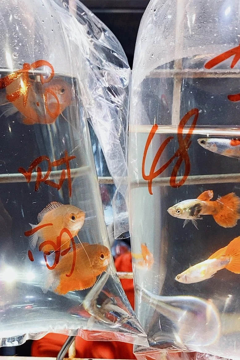 Several goldfish displayed in bags at a shop