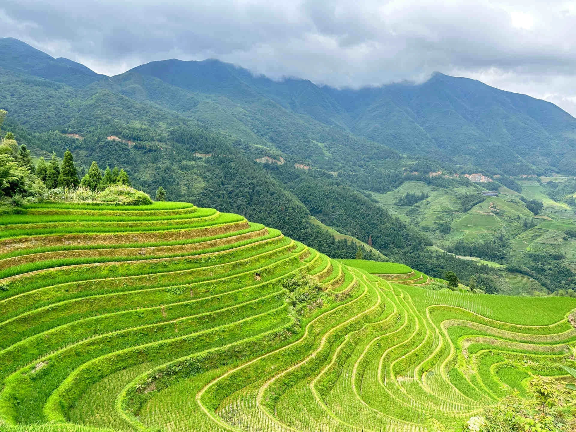 Jinkeng Village terraces with mountain backdrop