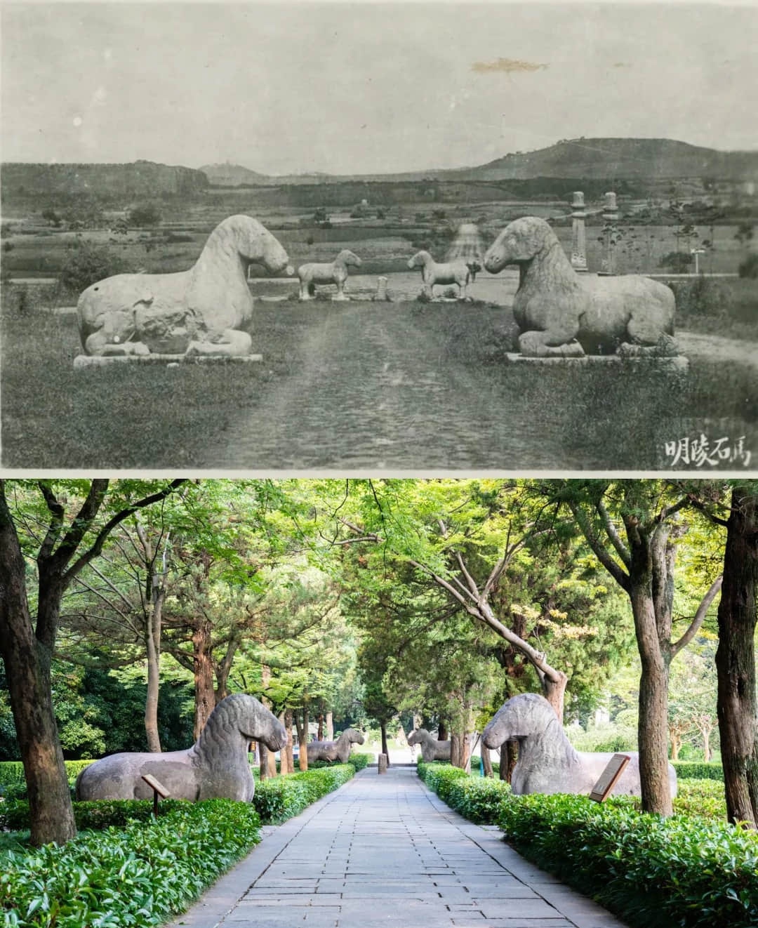 Ancient and modern comparison of white horse statue at Ming Xiaoling Mausoleum