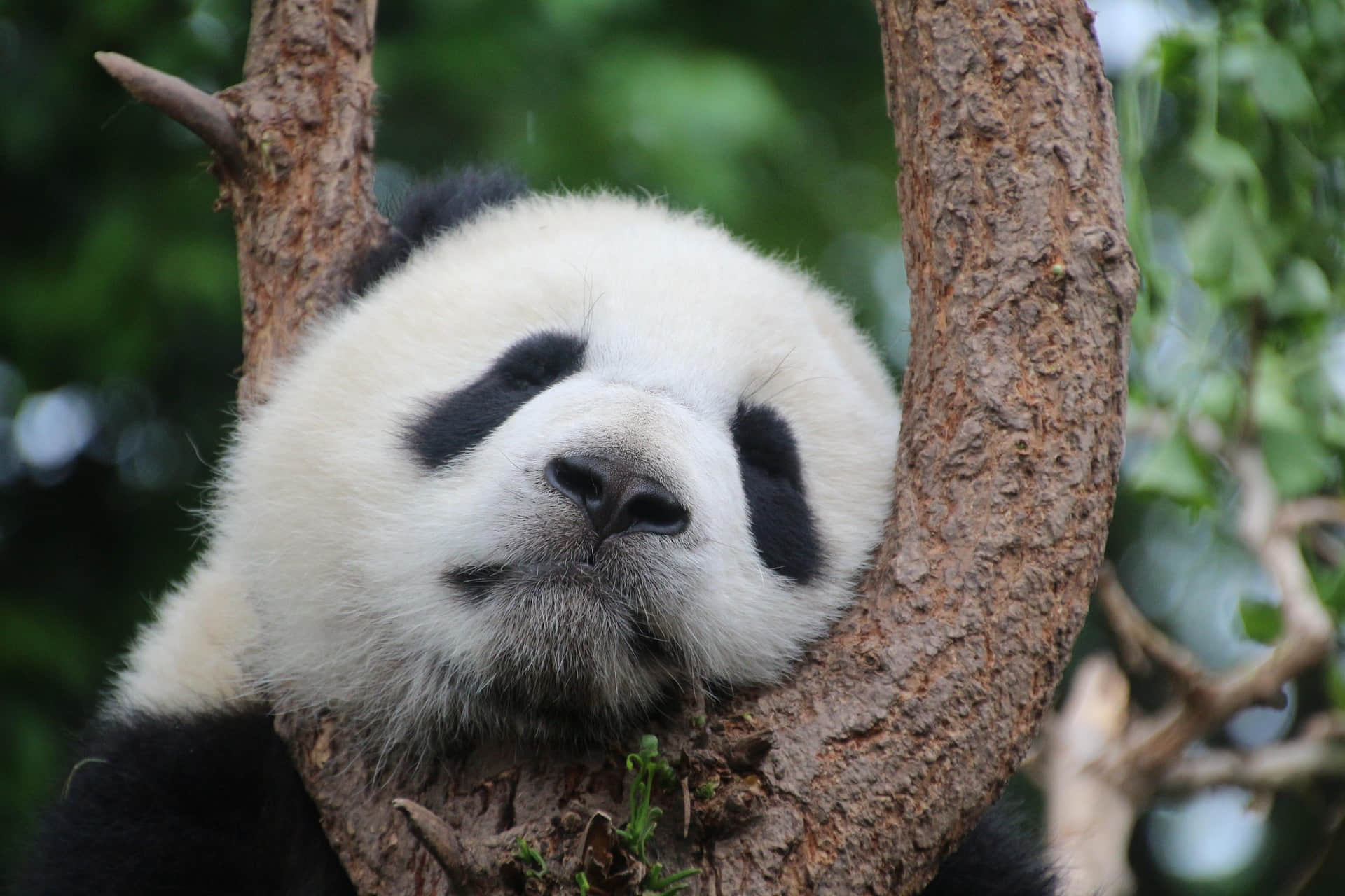 chengdu-research-base-of-giant-panda-breeding-panda