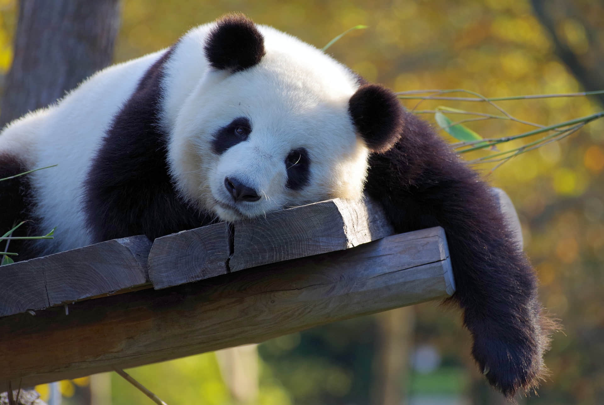 chengdu-research-base-of-giant-panda-breeding-panda-02