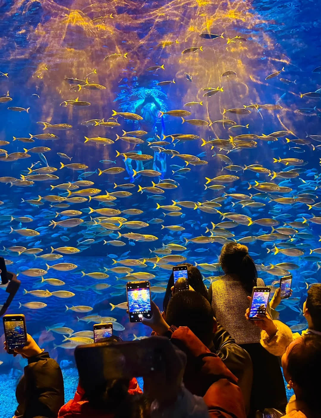 Underwater performance at Qingdao Polar Ocean World