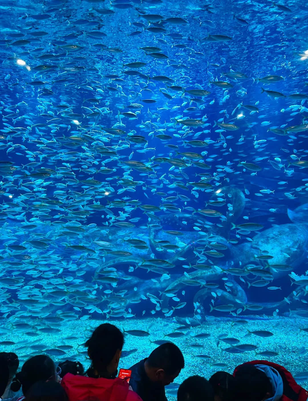 Fish viewing window at Qingdao Polar Ocean World